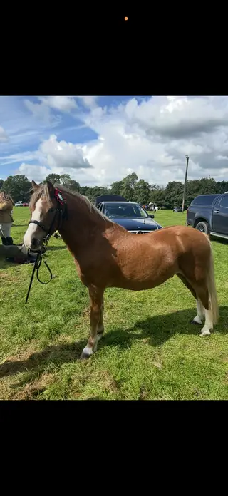 Super All Rounder Pony