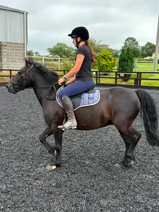 Polo - 13.2hh project pony