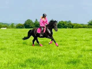 Royal Lady – A Rare Gem of a Mare, Ready to Excel in Any Sphere