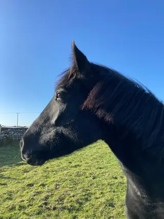 Stunning youngster by Aye Aye Skipper