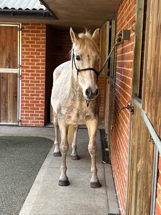 Retired Gelding looking for Companion Home