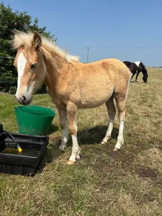Fantastic Palomino foal by Double Pleasure 