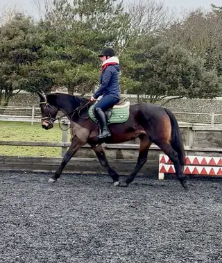 Super family pony in the making