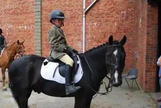 13’2 black welsh cross fell gelding for sale