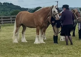 Palomino Cob 14.1hh 