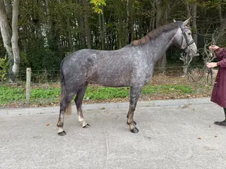 Smokey Todd- Connemara gelding