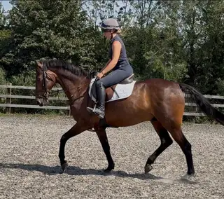 Talented 15hh 11yr bay Gelding SJ bred