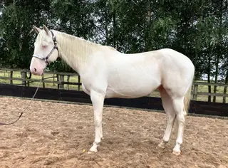 'Handsome' 5 y/o Quarter Horse x American Paint- English or Western