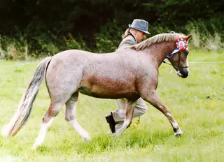 Pair of Registered Sec A Mares – Show Winning & Well-Mannered