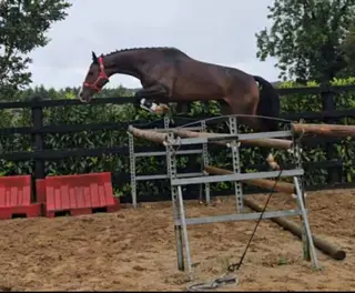 Potential top drawer Jumping filly 