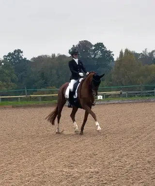 Dressage Star in the Making- By Shu Fu x Vivaldi