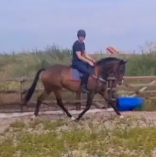 16.1hh 8yo gelding All-rounder