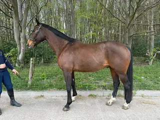 Guy great all rounder