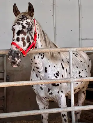 Stunning beautifully marked Spanish Appaloosa
