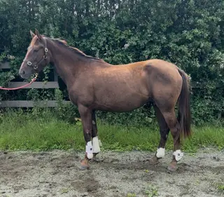 Irish Draught mare 3 yrs old 