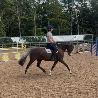 Beautiful Welsh Section B Mare