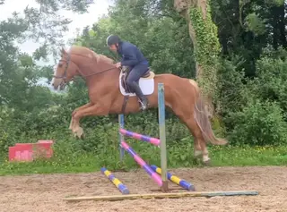 Beautiful big horse with amazing temperament