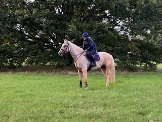 Exciting Future for this Young Horse
