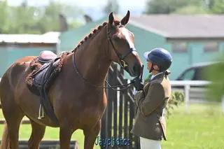 Smart and genuine gelding