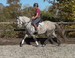 Fun Connie pony 