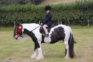 Beautiful piebald cob gelding 