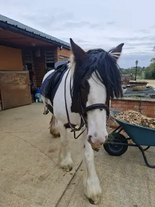 14.1 cob mare