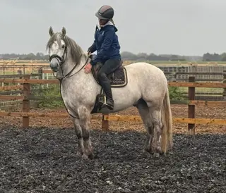 Super Safe Registered Highland- True All-Rounder