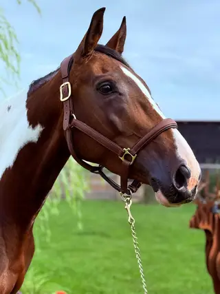 Safe & Forgiving All-Rounder- MELODY