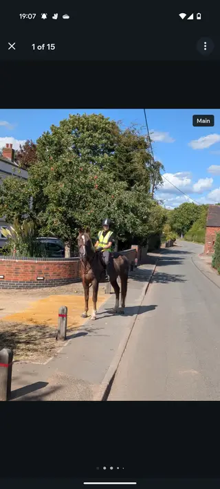 15.3hh Liver Chestnut Gelding 
