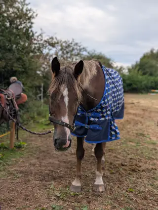 15.3hh Liver Chestnut Gelding 