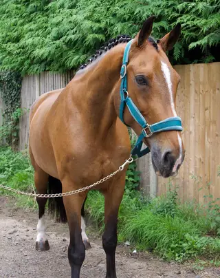 Fun flashy all rounder
