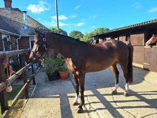 All rounder,  dressage potential 
