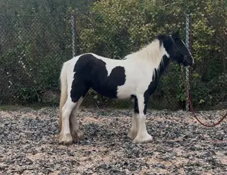 12.1hh Piebald Mare, 2 Years Old