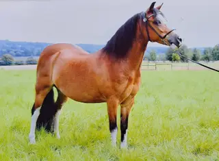 Pair of Registered Sec A Mares – Show Winning & Well-Mannered