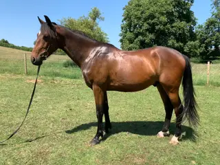 Rising 4 year old Blank canvas Sports horse