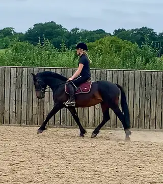 Genuine all round Connemara gelding 