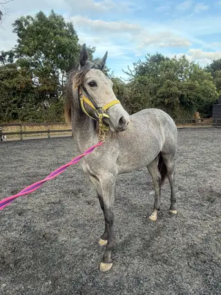 Beautiful Connemara filly
