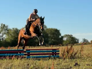 16.2hh Belgian Warmblood Mare – Exceptional high-performance all-rounder