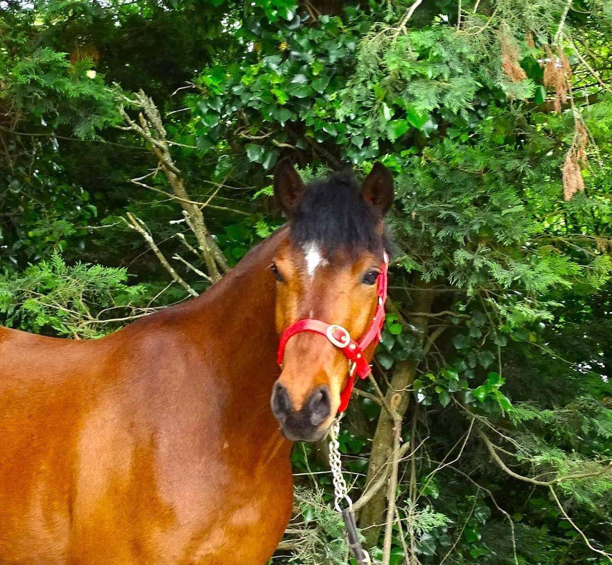 Horse for Sale Bay Connemara Gelding