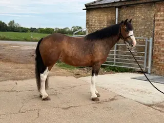 The Ultimate Family Pony- CHIPS