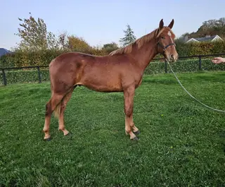 Outstanding Draught yearling to make 17hh