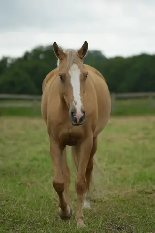 ⭐️Quality broodmare by GFS Lord of the dance 