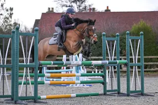 Competitive 148cm Gelding – Established 1.10–1.15m