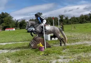 Fantastic winning Connemara mare 5 yrs. 