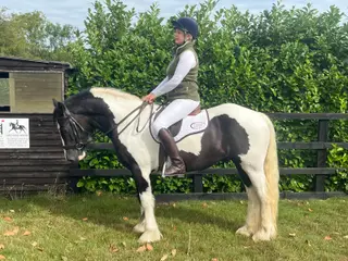 Sweet natured Cob