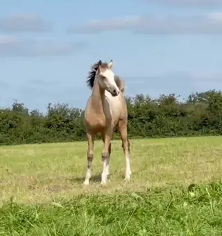 Stunning Dun well bred ISH pony foal 