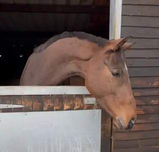 Classy ISH by HHS Cornet