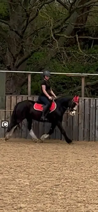 Perfect pony club allrounder 