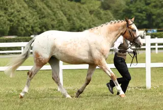 2023 RC/WHP/All-rounder prospect ⏐ SPSS Graded ⏐To make c14.3hh