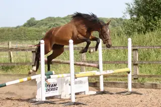 FEI Potential Jr Event/Dressage Prospect
